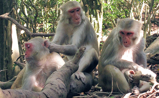 Duke researchers have found that rhesus macaques exhibit signs of friendship similar to humans.