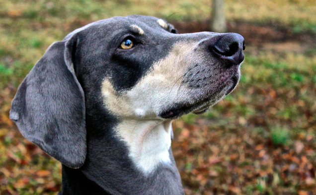 Eyes Ears Nose and Paws, the organization that trained JJ, offers many service dogs to people who require assistance due to their medical conditions.